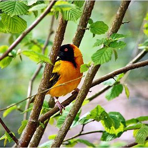 Black Headed Weaver Bird