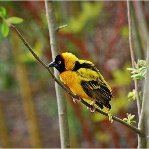 Black Headed Weaver Bird