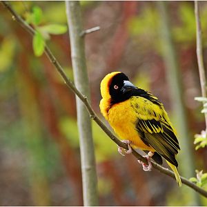 Black Headed Weaver Bird