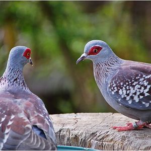 Speckled Pigeons