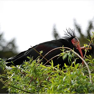 Northern Bald Ibis
