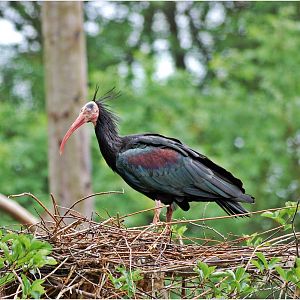 Northern Bald Ibis