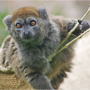 Aloatran Gentle Lemur