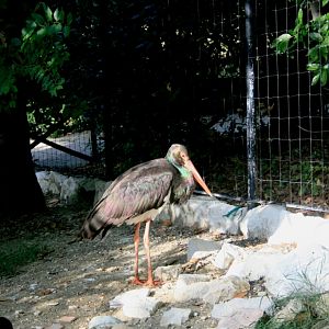 Black stork