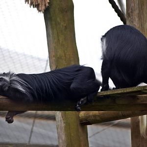 Western Black and White Colobus Monkey
