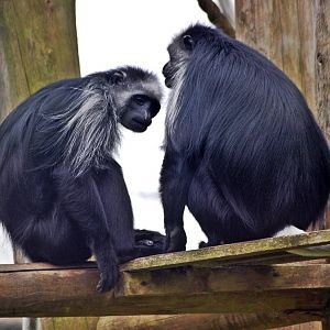 Western Black and White Colobus Monkey