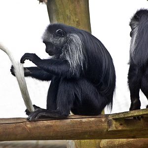 Western Black and White Colobus Monkey