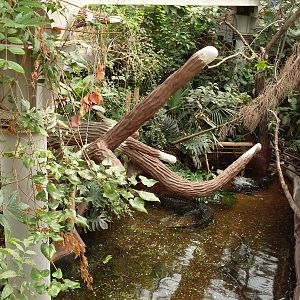 Bp. 2014 may. - palm house America Tropicana