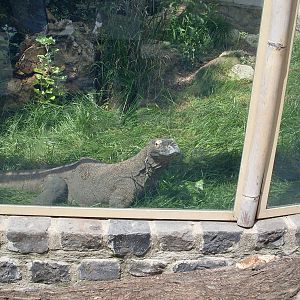 Bp. 2014 may Komodo dragon