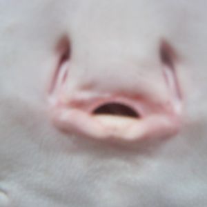 The face of a Motoro Ray. 2014.