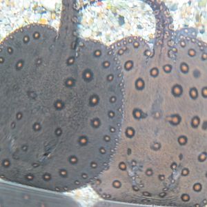 Motoro Freshwater Rays. 2104.