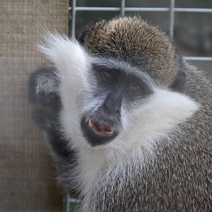 Grivet/Green Monkey - ID please