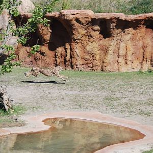 Bella during Cheetah Run - 16 Aug 2014