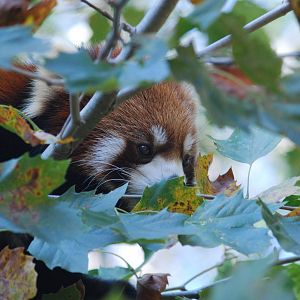 Red Panda