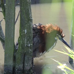 Rufescent tiger-heron