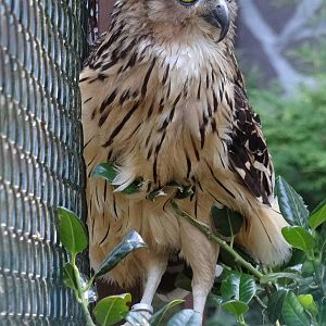 Buffy fish-owl