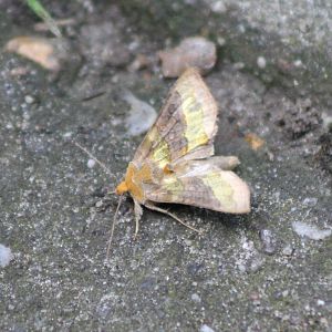 Moth ID