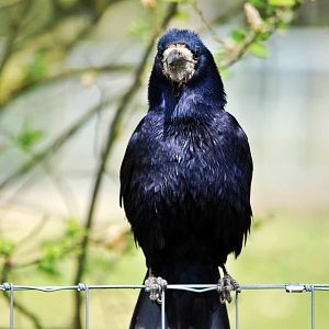 A resident Rook