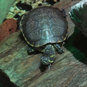 mesoamerican slider turtle acuario inbursa