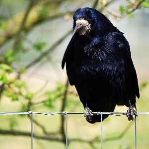A resident Rook