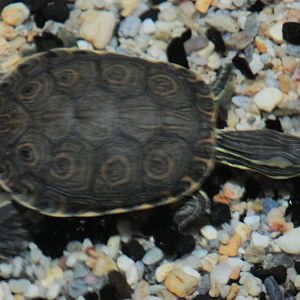 mesoamerican slider turtle acuario inbursa