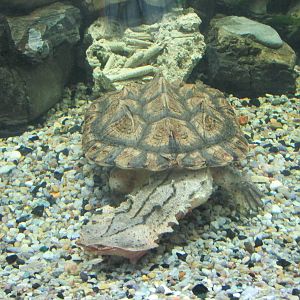 matamata turtle acuario inbursa