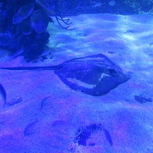 whiptail stingray acuario inbursa