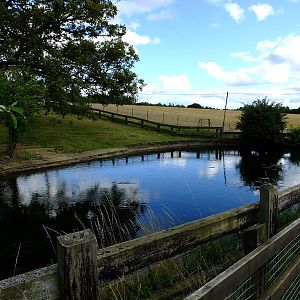 Hippo pool -17/08/14
