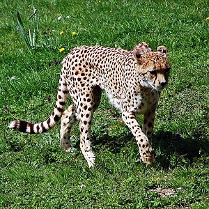 Cheetah