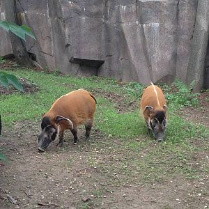 8/11/2014 - Red River Hogs