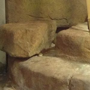 8/11/2014 - King Cobra