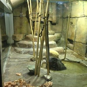 8/11/2014 - King Cobra Exhibit