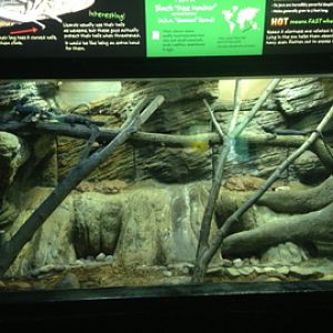 8/11/2014 - Black Tree Monitor Exhibit