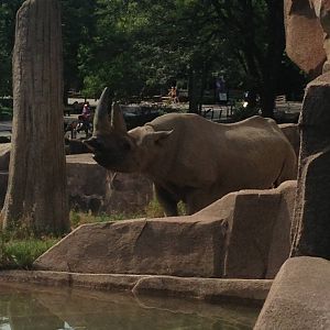 8/6/2014 - Male Black Rhinoceros
