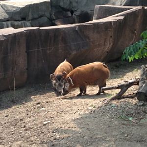 7/29/2014 - Red River Hogs