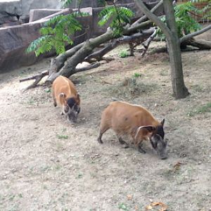 7/29/2014 - Red River Hogs