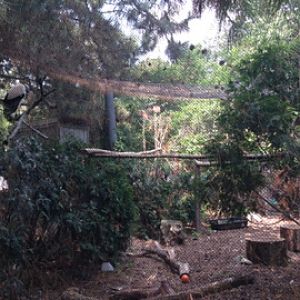 7/29/2014 - King Vulture Exhibit