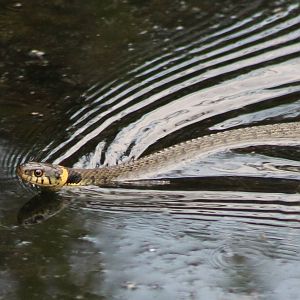 Grass snake