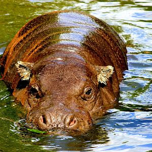 Pygmy hippopotamus; London Zoo; 17th August 2014