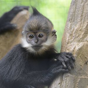 Francois langur