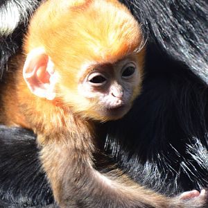 Francois langur