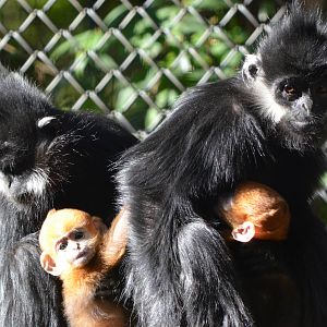 Francois langurs
