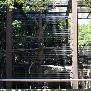 Francois langur enclosure (second)