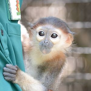 Red-shanked douc langur