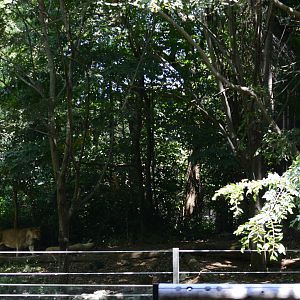 Asiatic lion exhibit