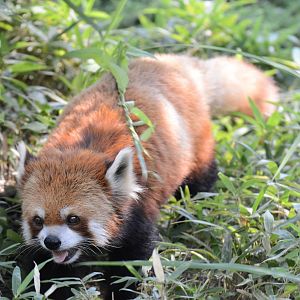 Red panda