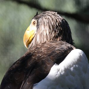 Steller's sea eagle