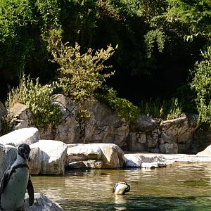 Humboldt penguin exhibit