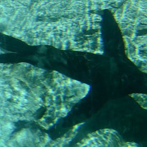 South African fur seal