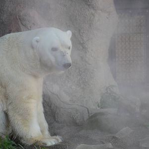 Polar bear